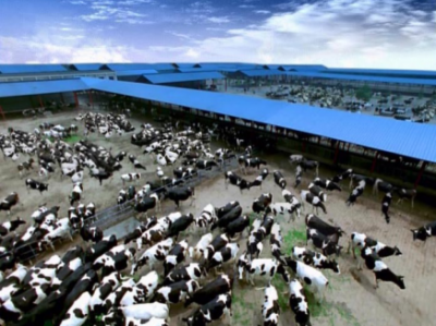 科迪乳业 基地型奶业助推企业高质量发展
